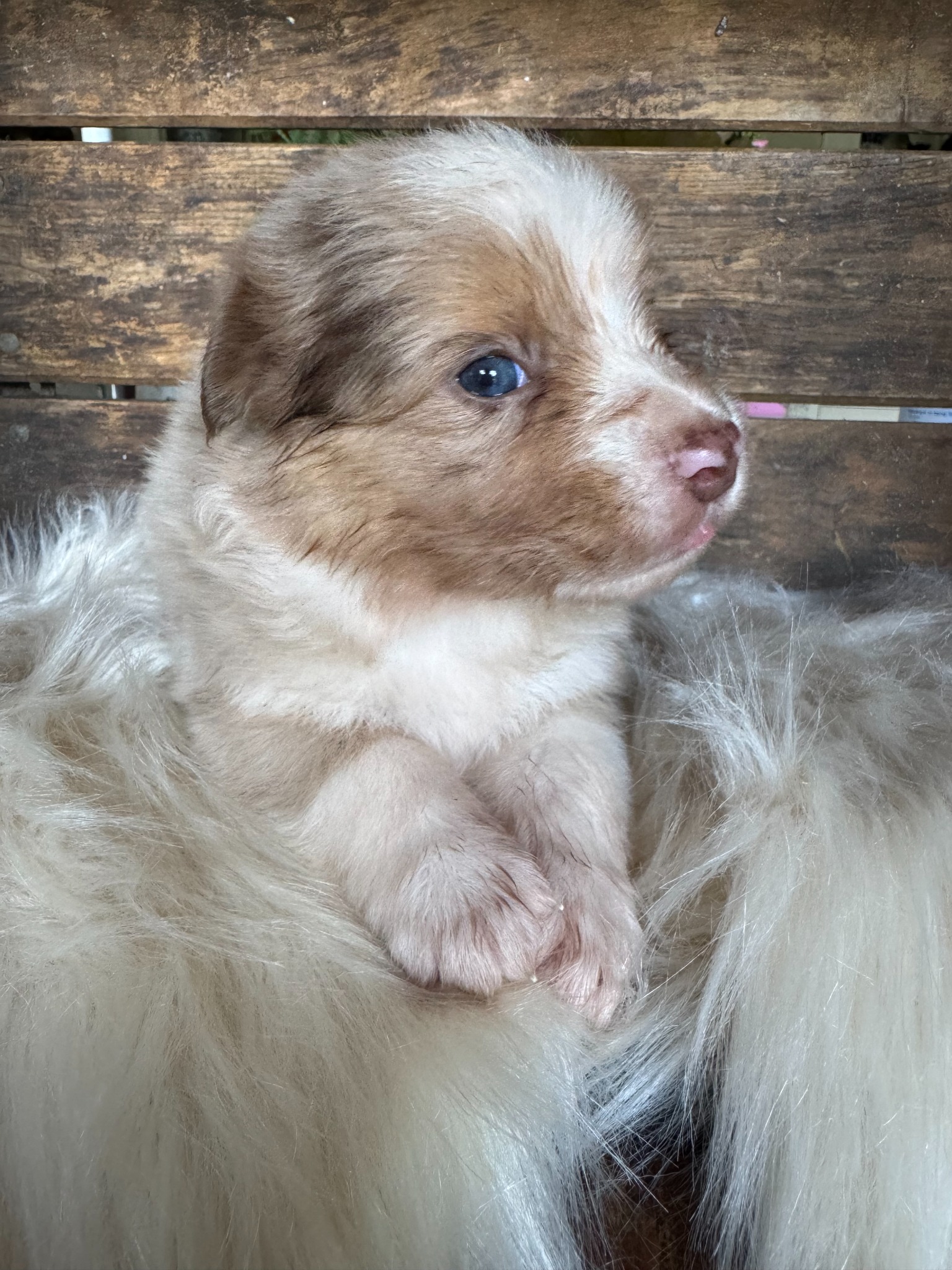 A light merle puppy resting on a fluffy blanket