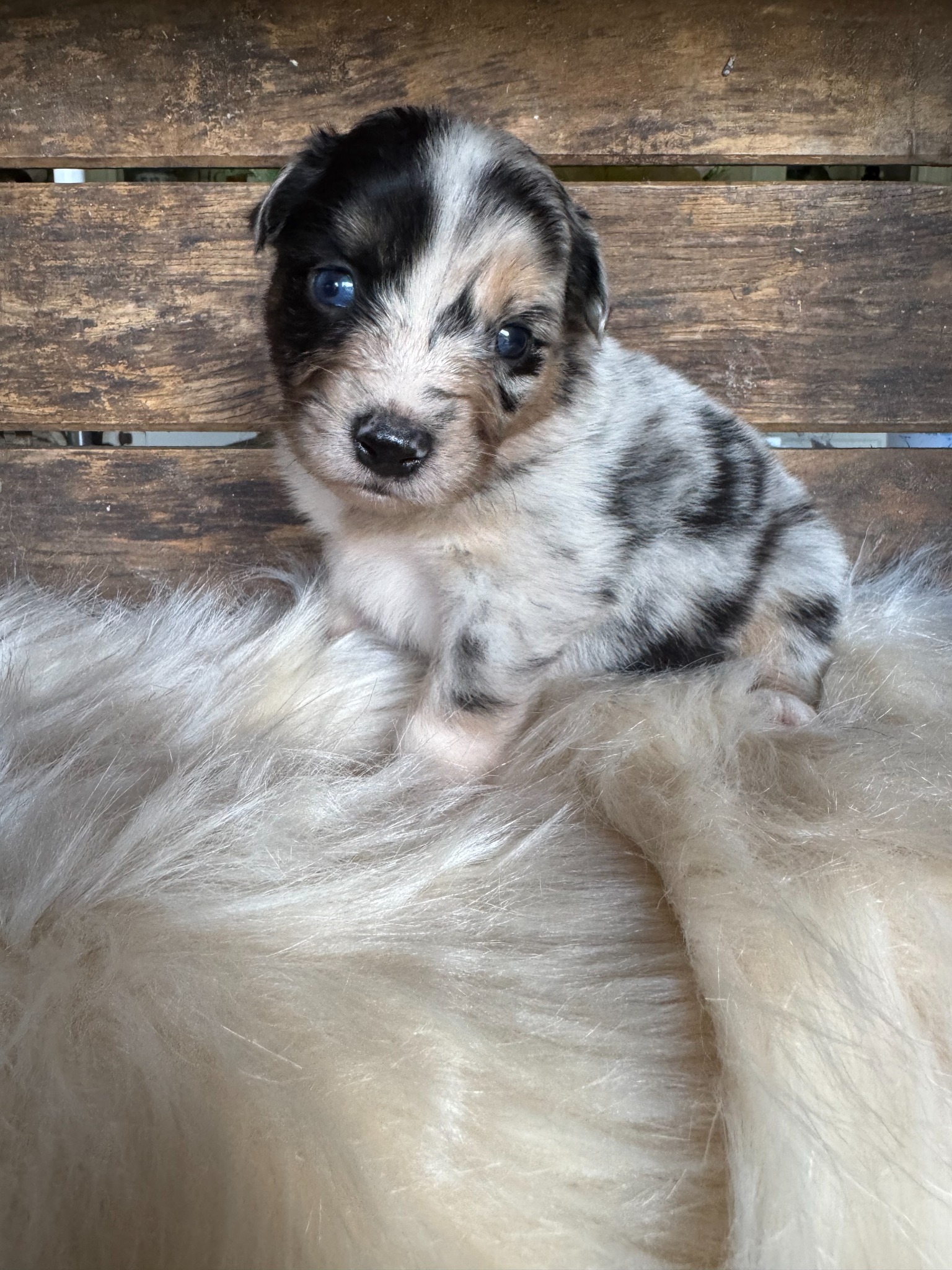 A black and white merle puppy sitting on a fluffy blanket