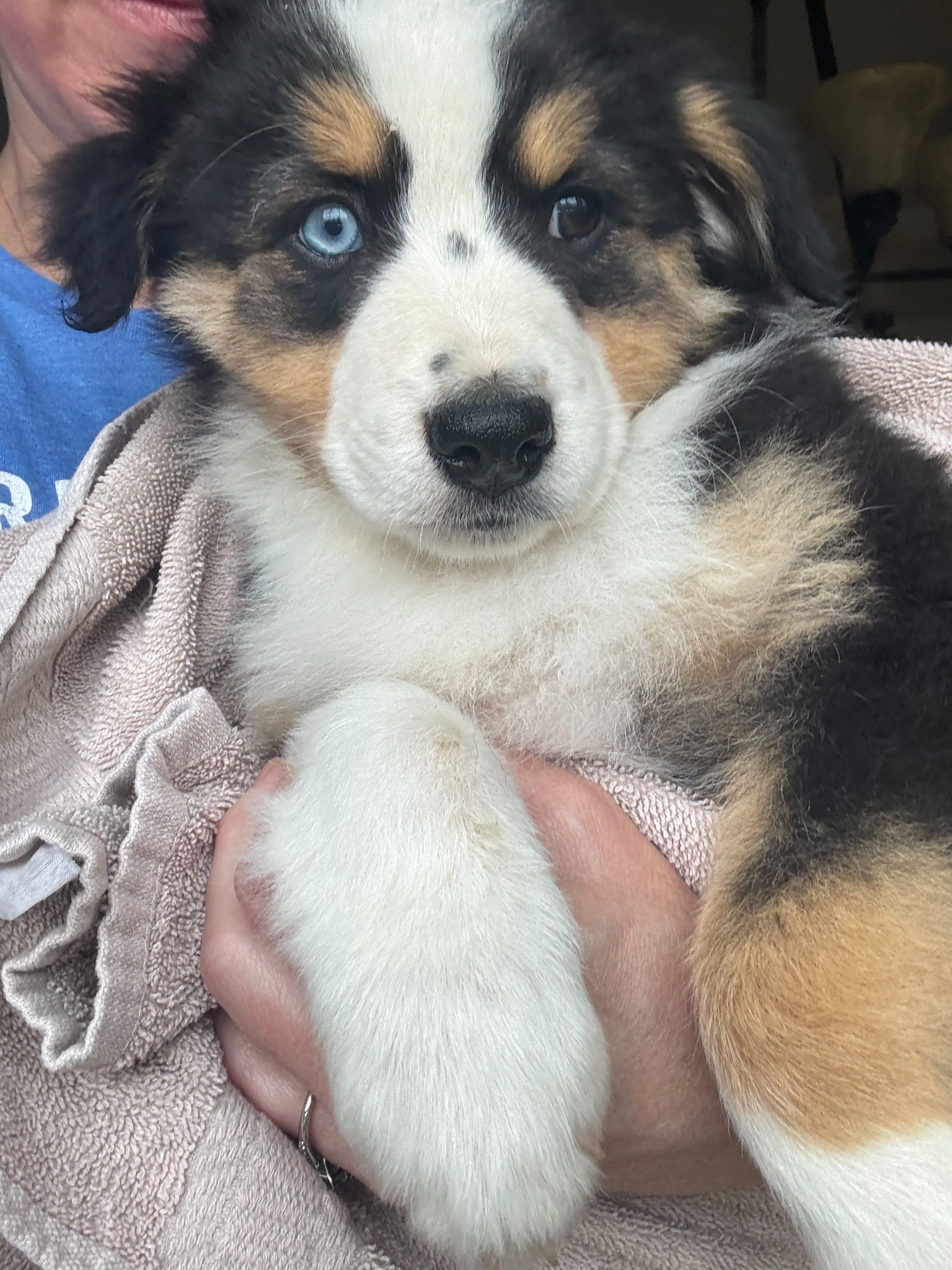 A blue-eyed black, tan and white puppy being cuddled