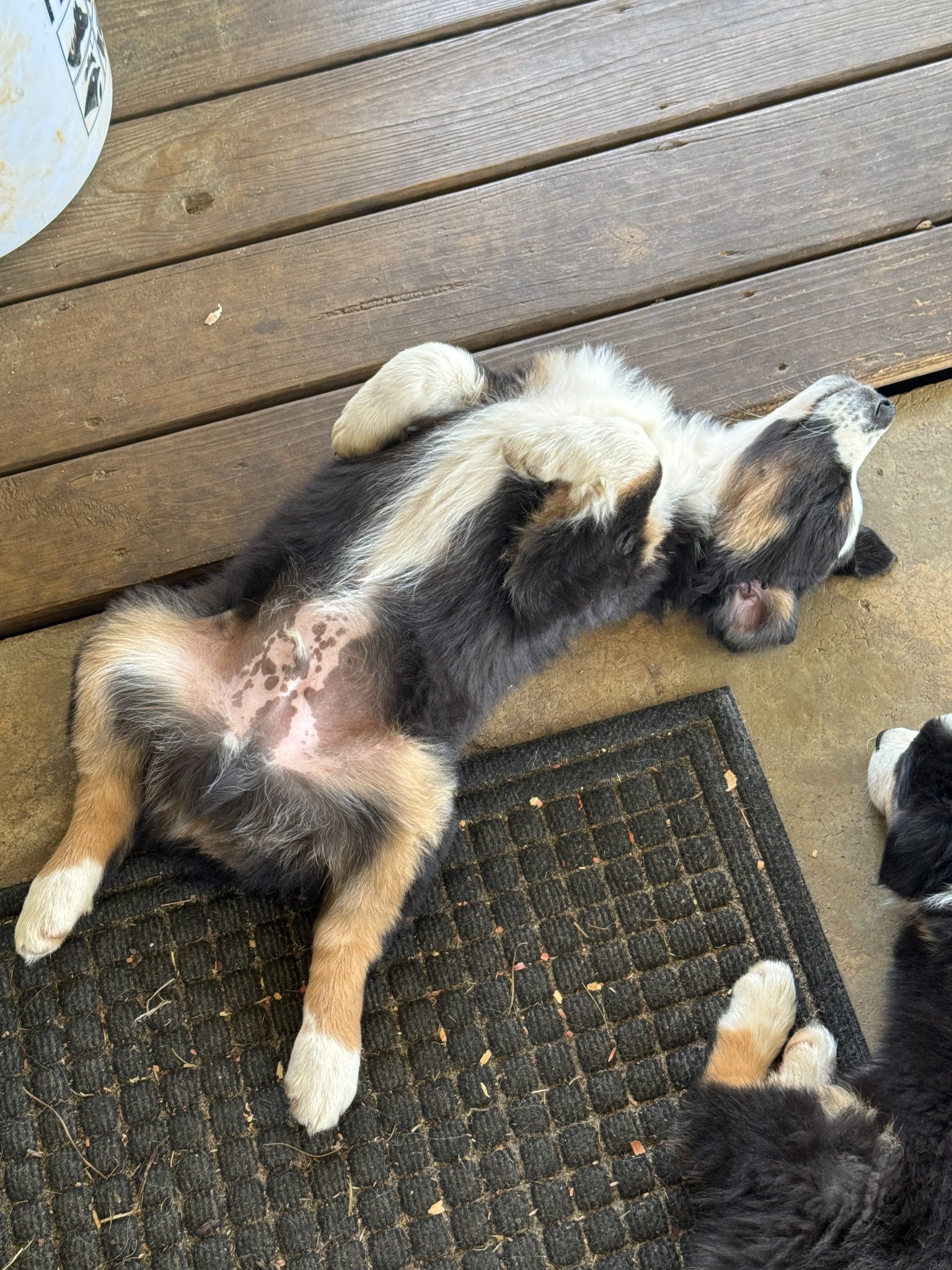 A puppy sleeping on its back on the porch