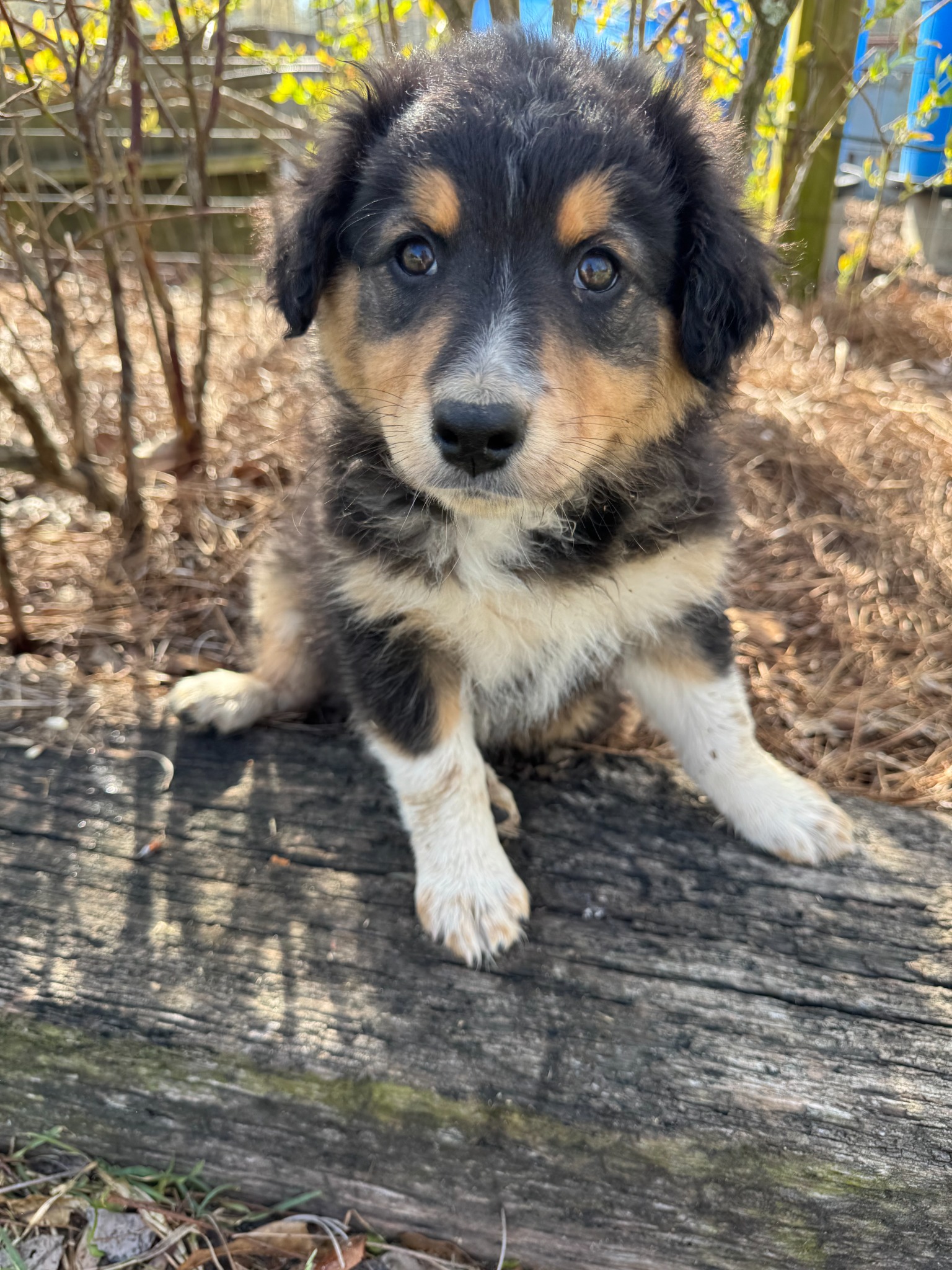 A black and tan puppy sitting beside a log outdoors