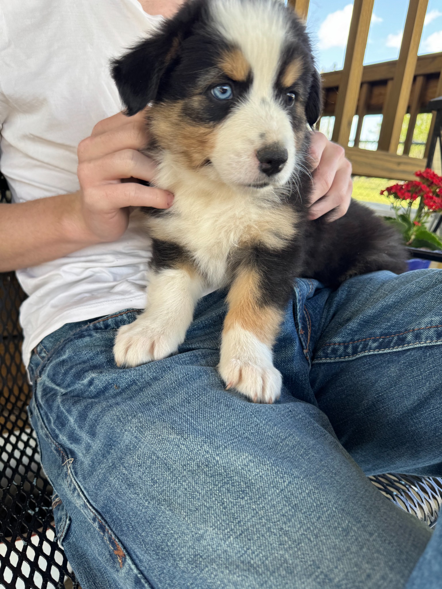 A black, tan and white puppy sitting in someone’s lap
