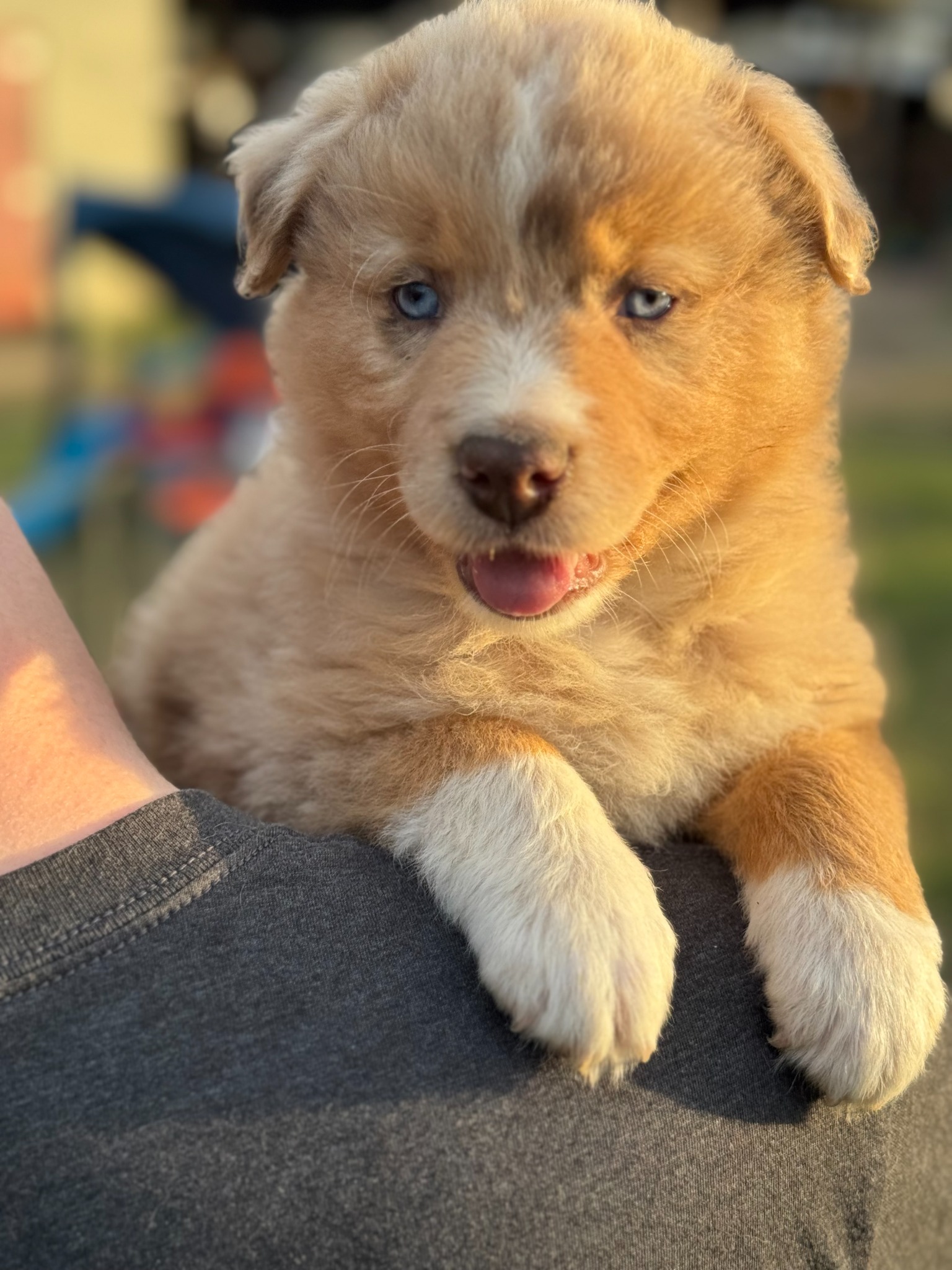 A light brown blue-eyed puppy being held
