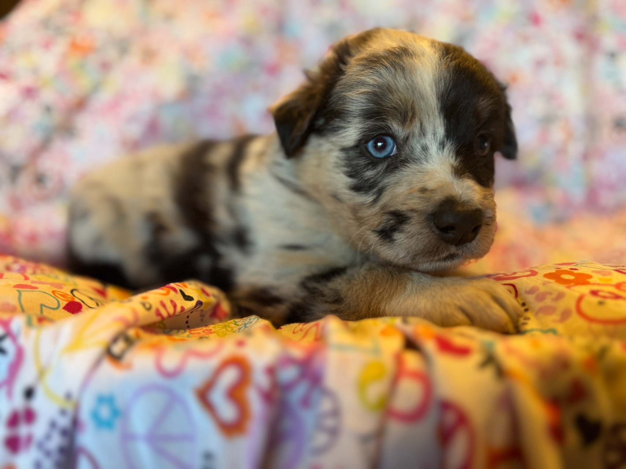 A merle puppy resting on colorful fabric
