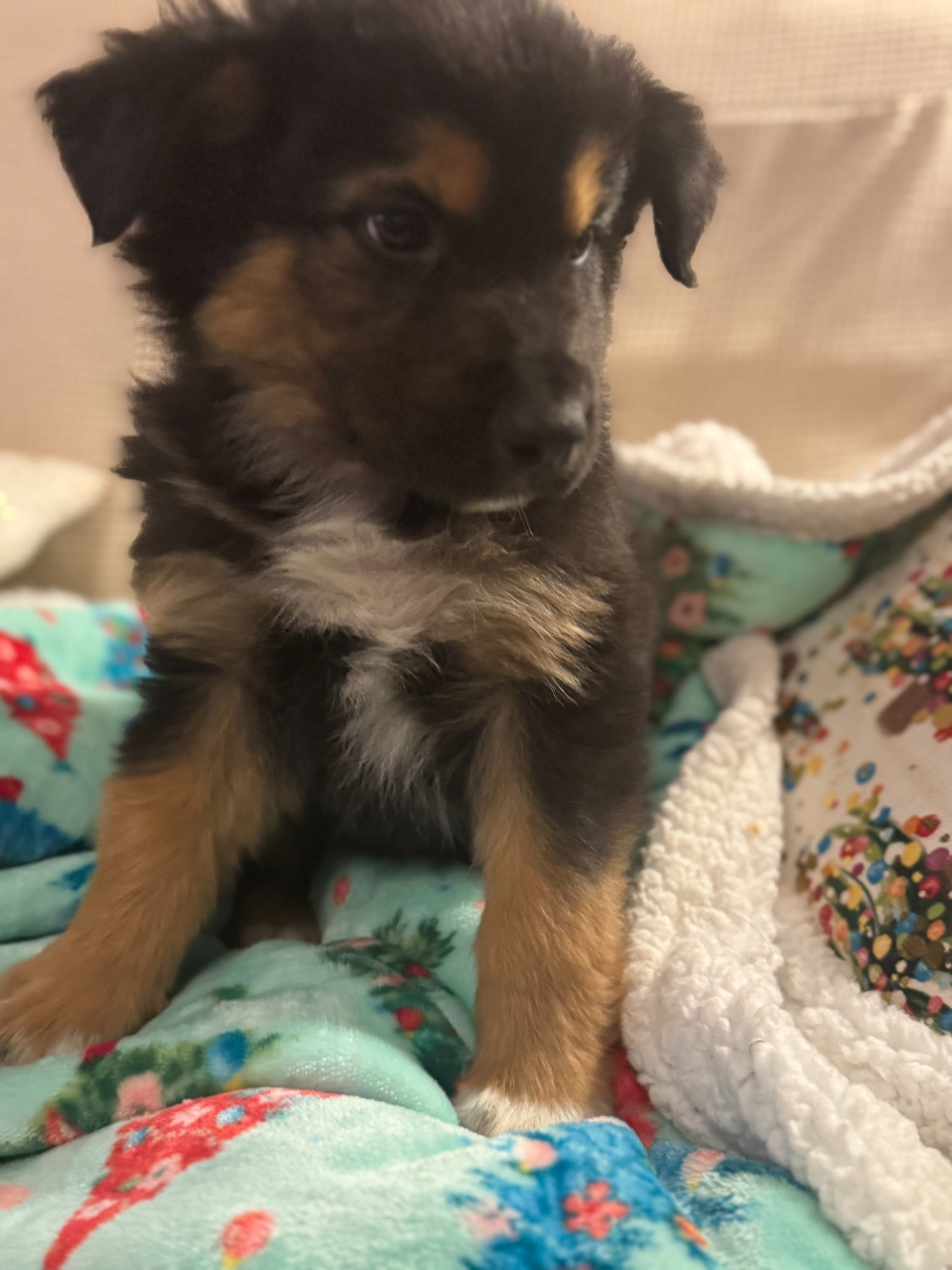 A black and tan puppy on a colorful blanket