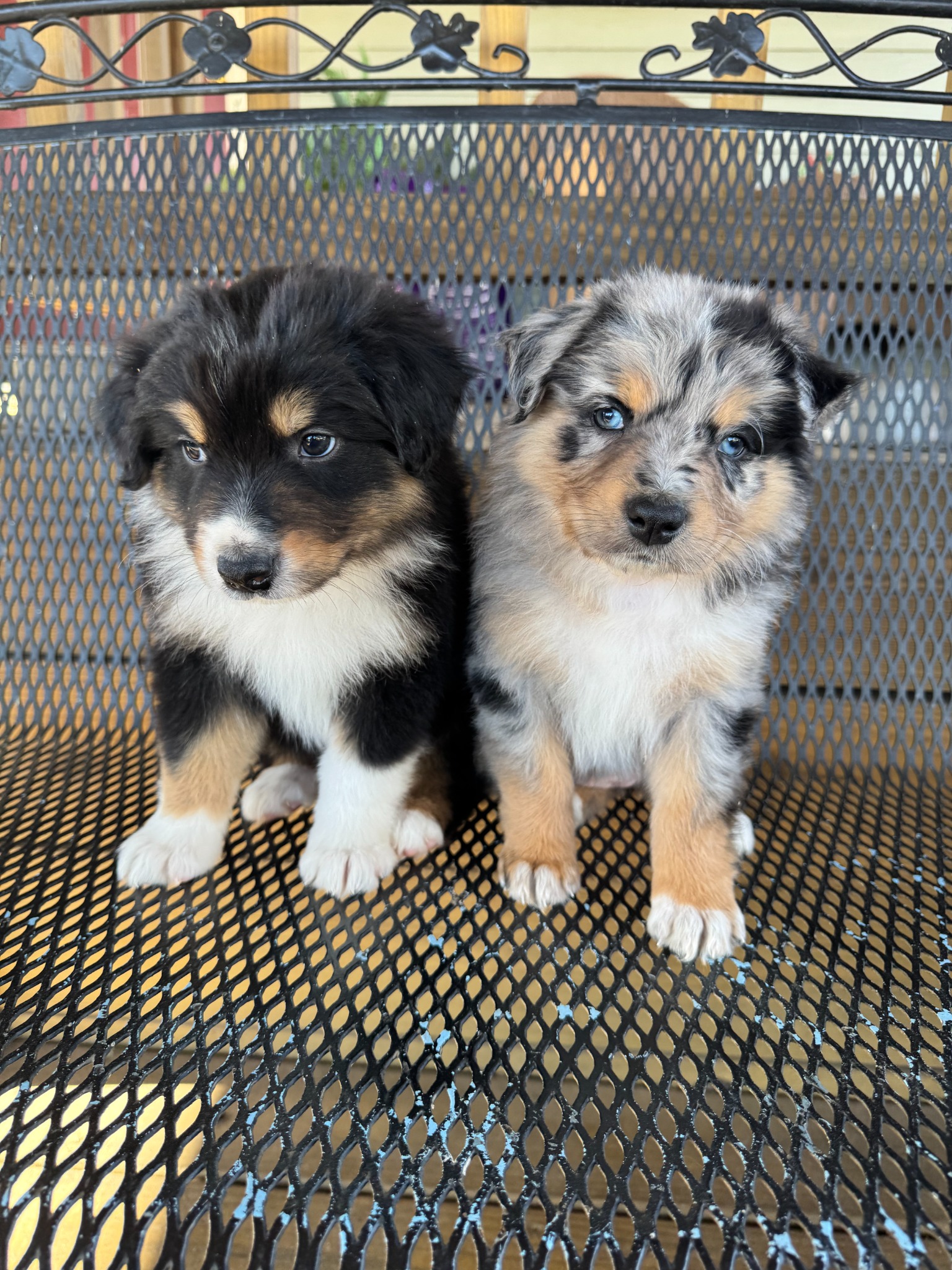 Two puppies sitting together on a porch chair