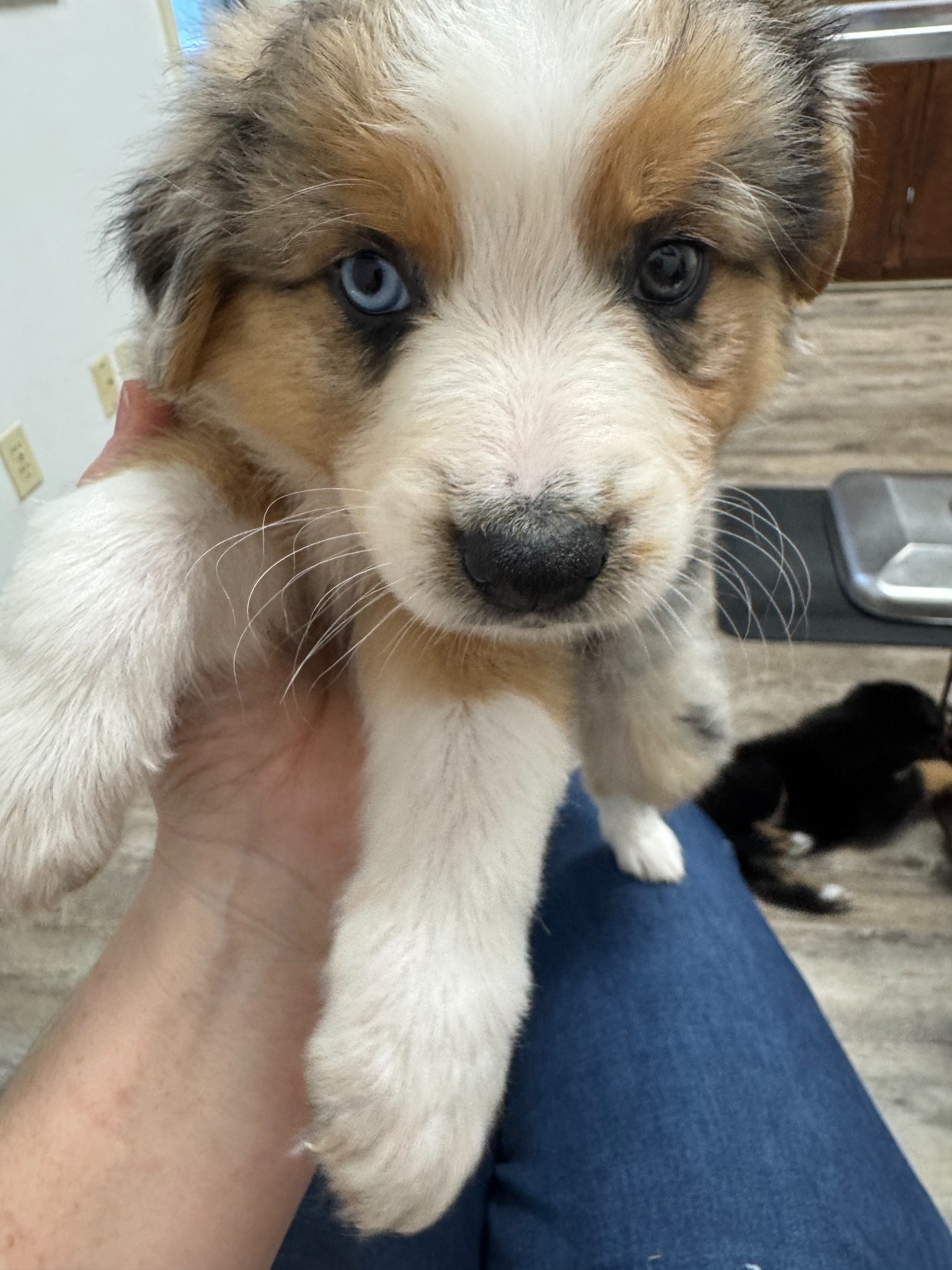 A light merle puppy with blue eyes being held indoors