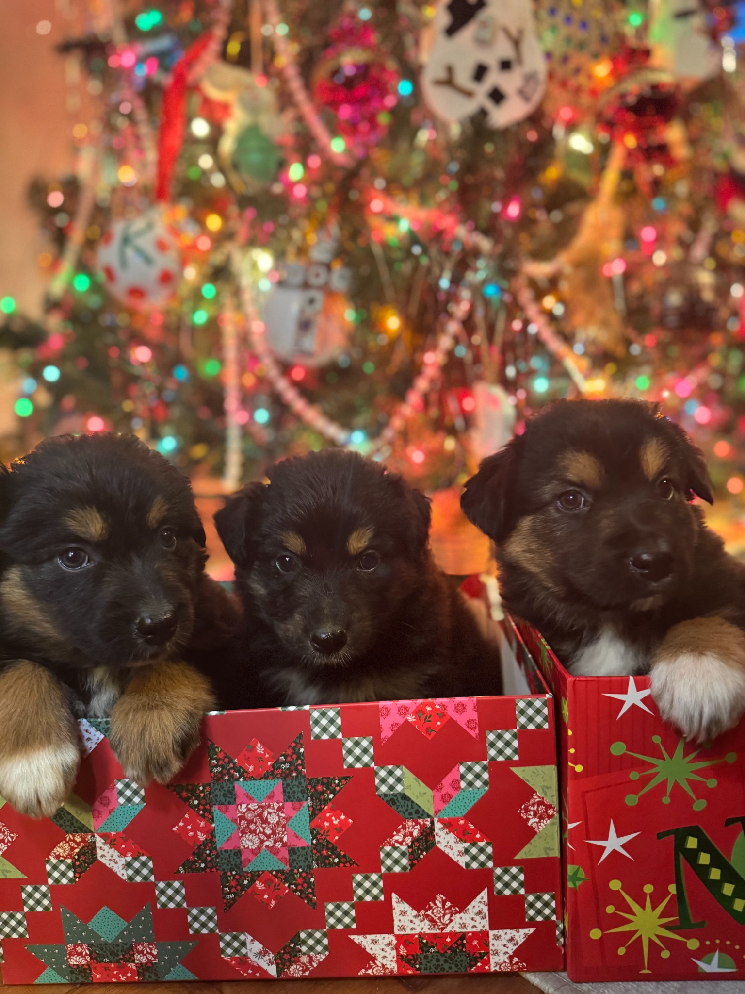 Three puppies in a festive box in front of a Christmas tree