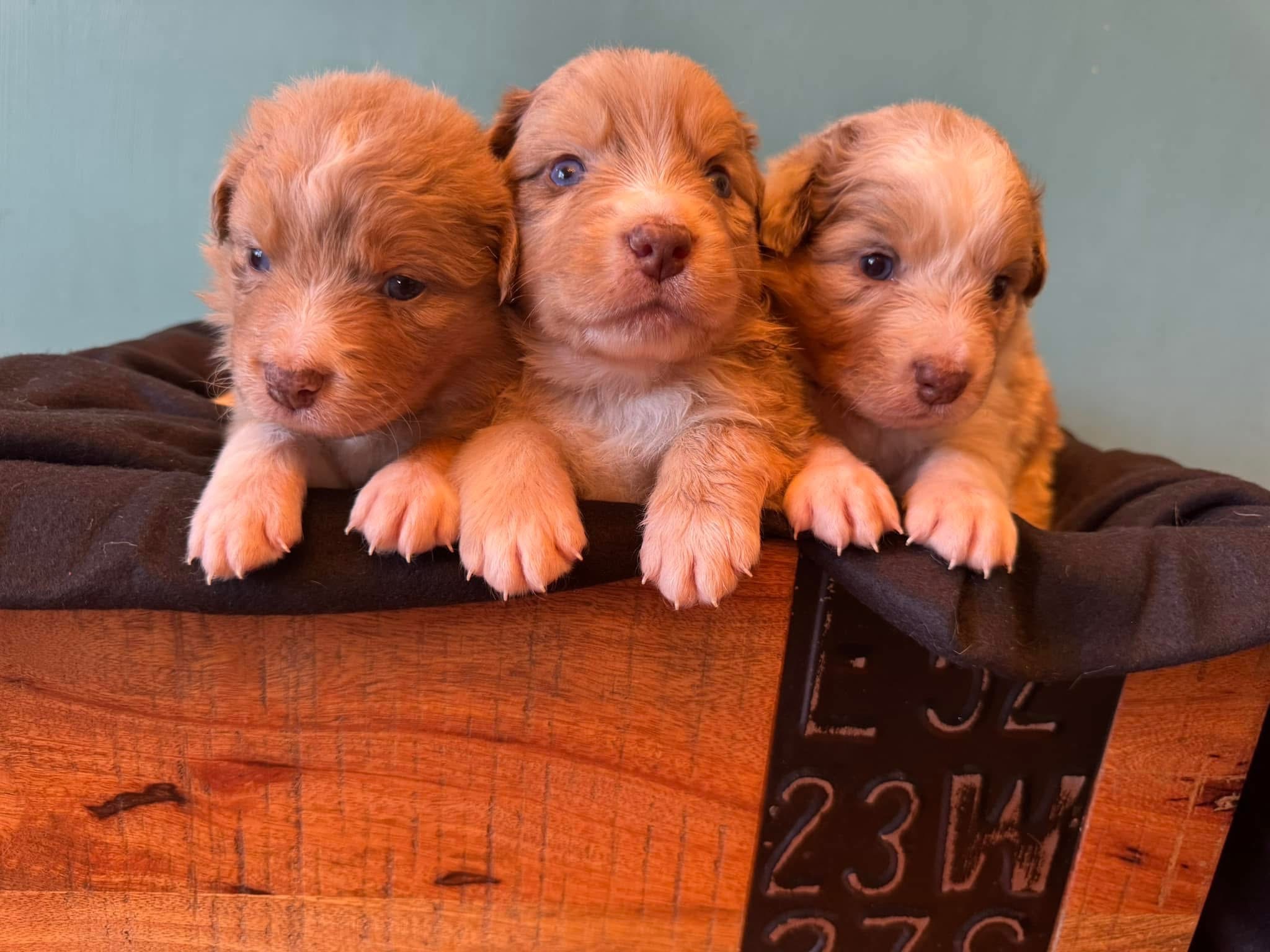 Three tiny brown puppies resting together on a wooden crate
