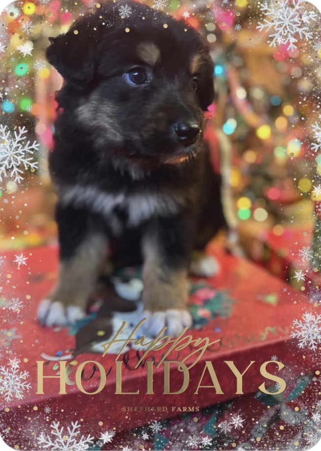 A black and tan puppy in a holiday portrait