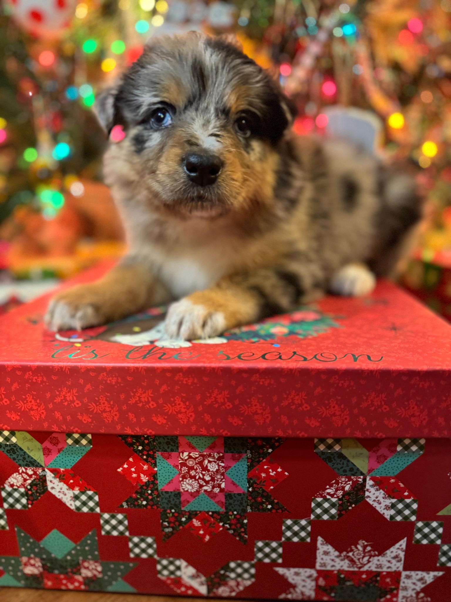 A merle puppy sitting on a festive Christmas box