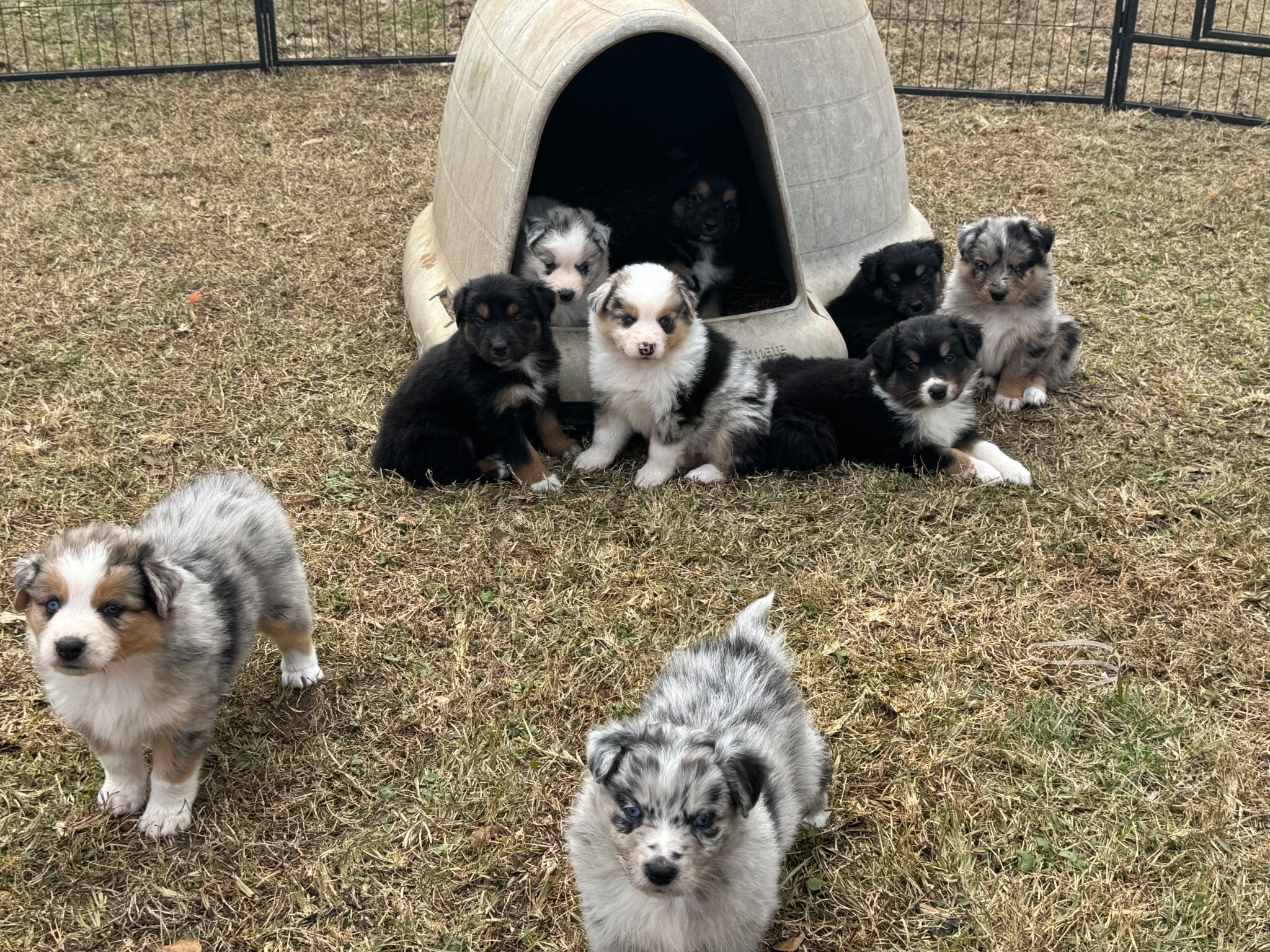 Puppies playing outside near a small dog shelter