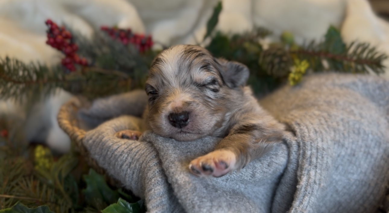 A sleepy merle puppy nestled in a blanket beside greenery