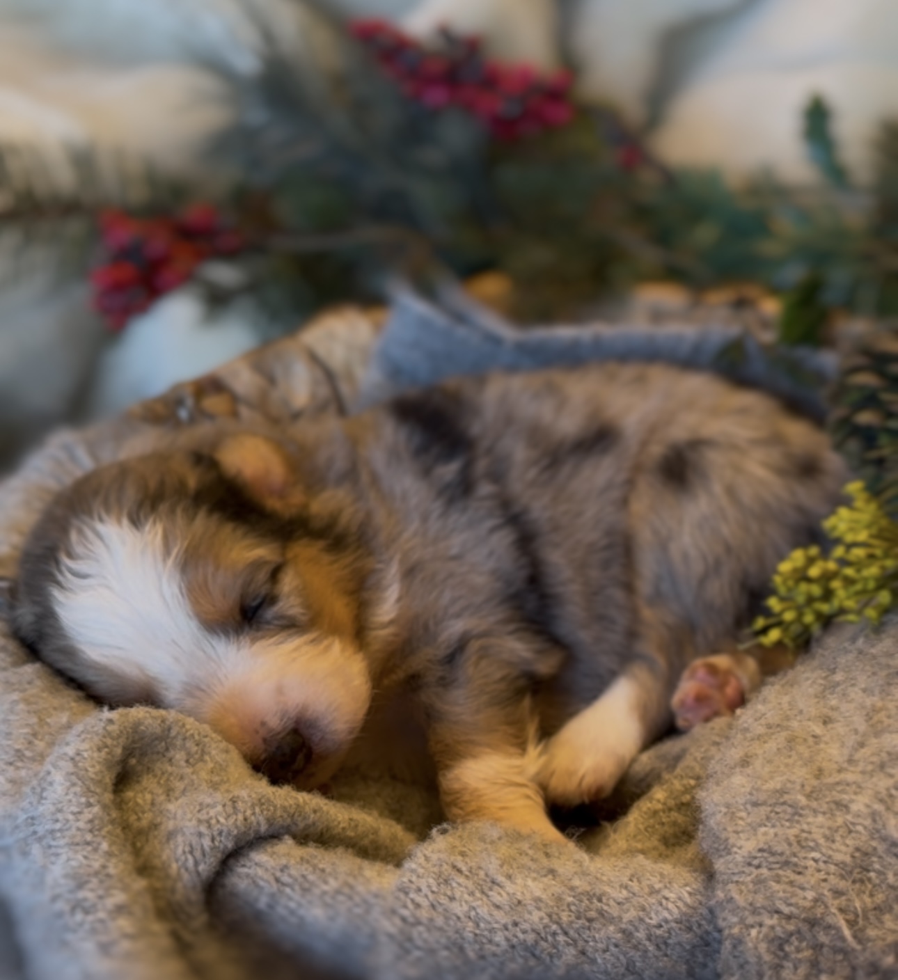 A merle puppy curled up asleep in a blanket