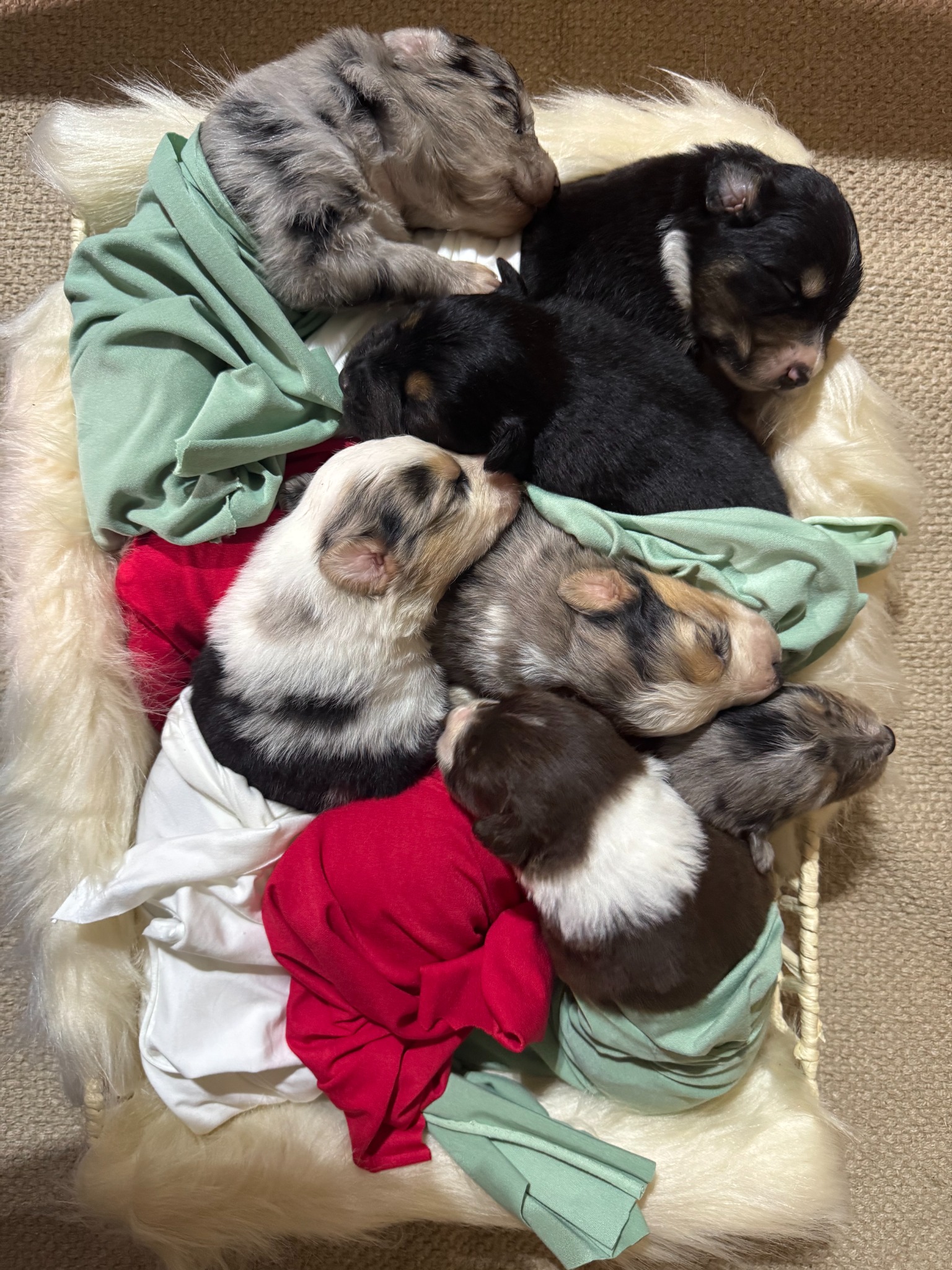 A group of puppies snuggled together in colorful little outfits