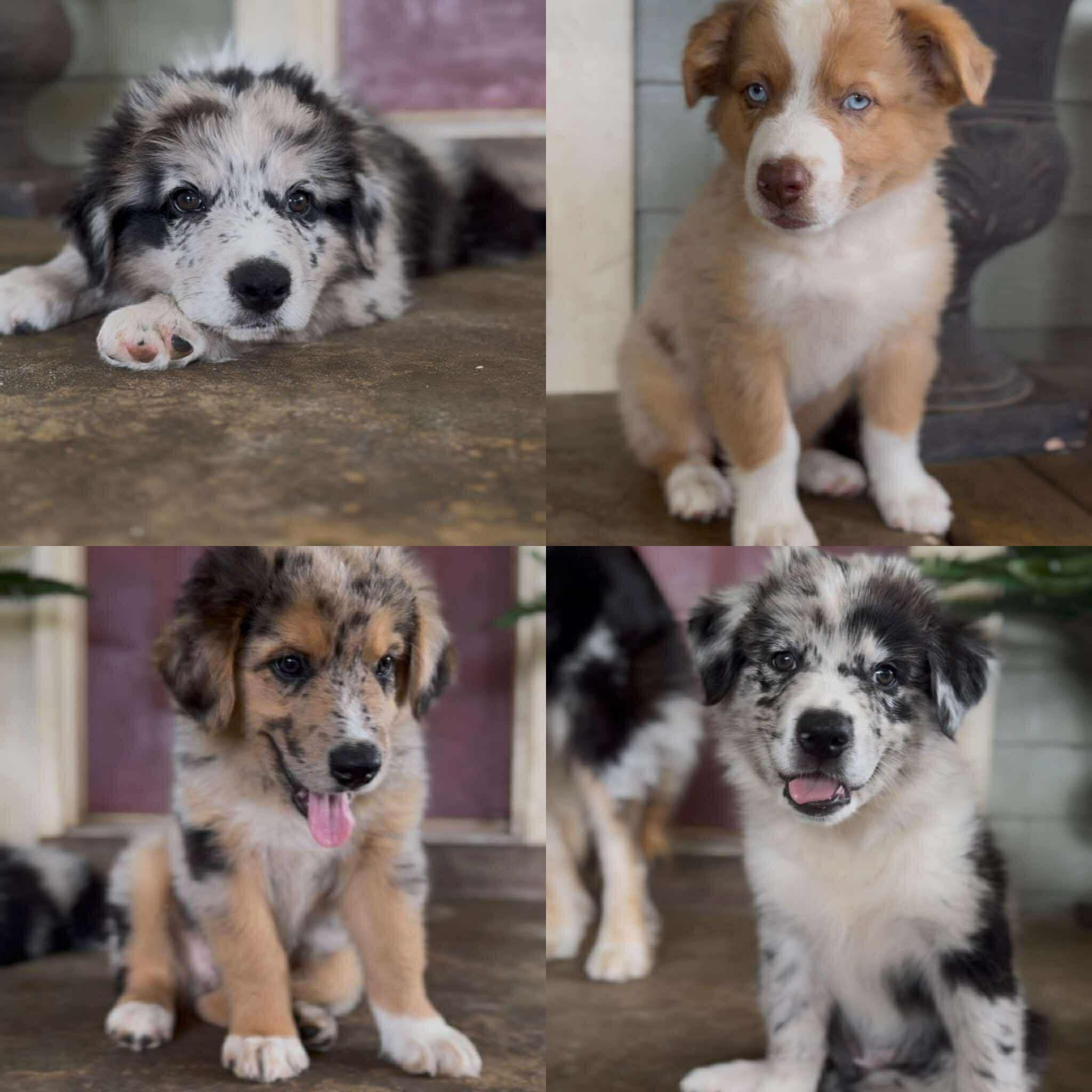 Four puppy portraits arranged together in a collage