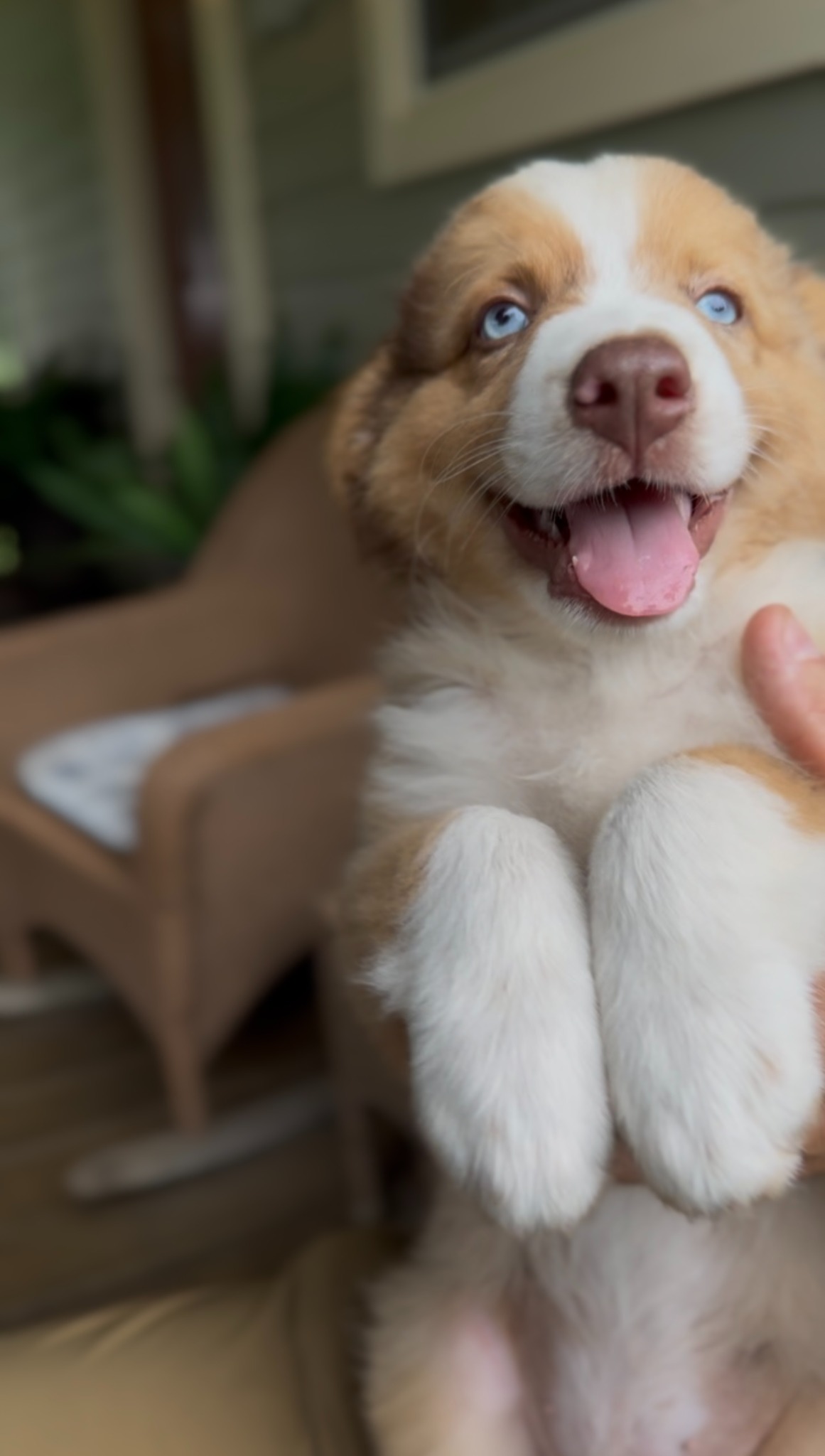 A brown and white puppy with its tongue out being held