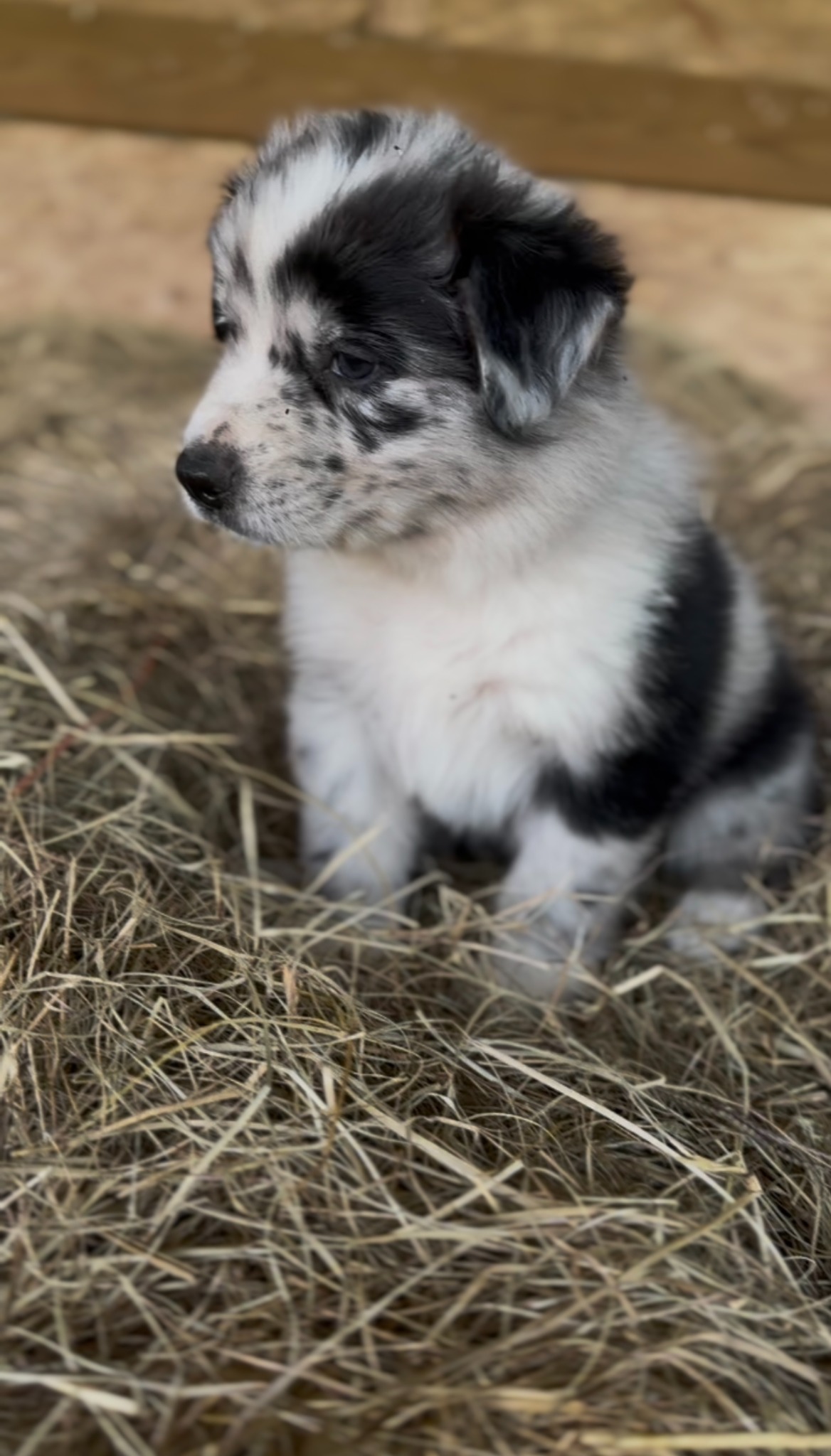 A black and white merle puppy sitting in hay