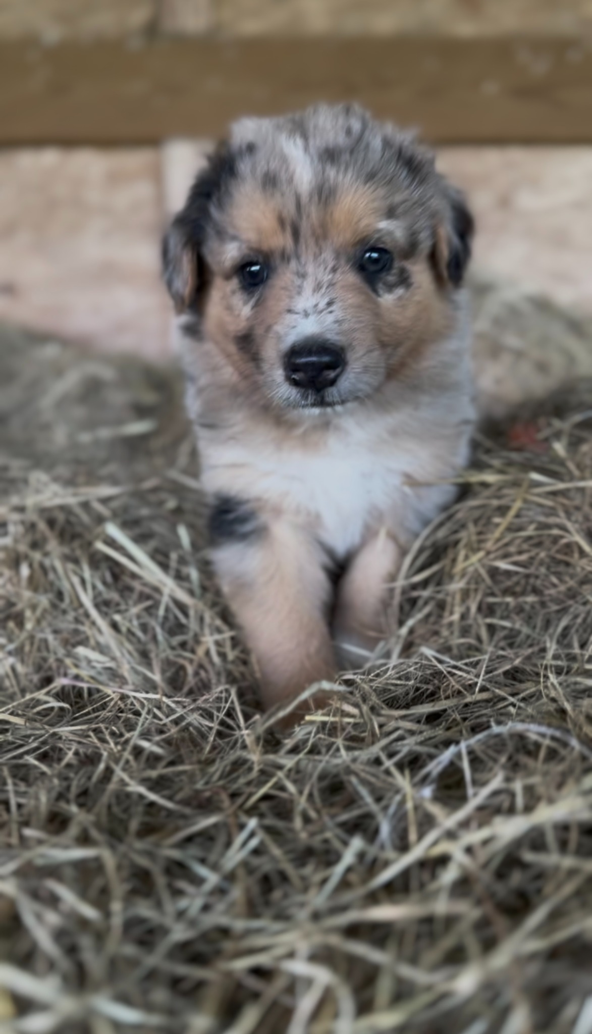 A merle puppy looking forward from a bed of hay