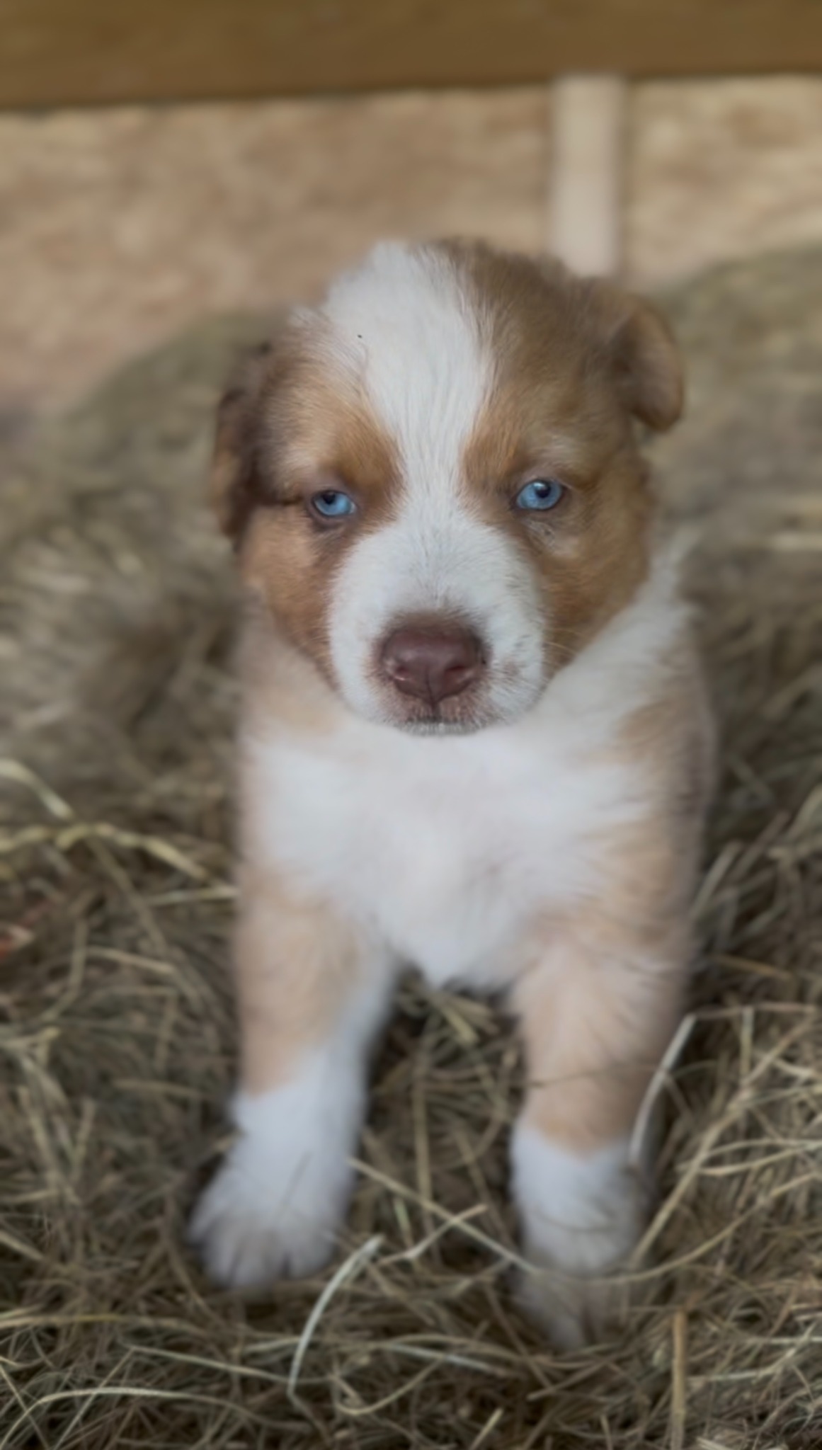 A brown and white puppy with blue eyes sitting in hay