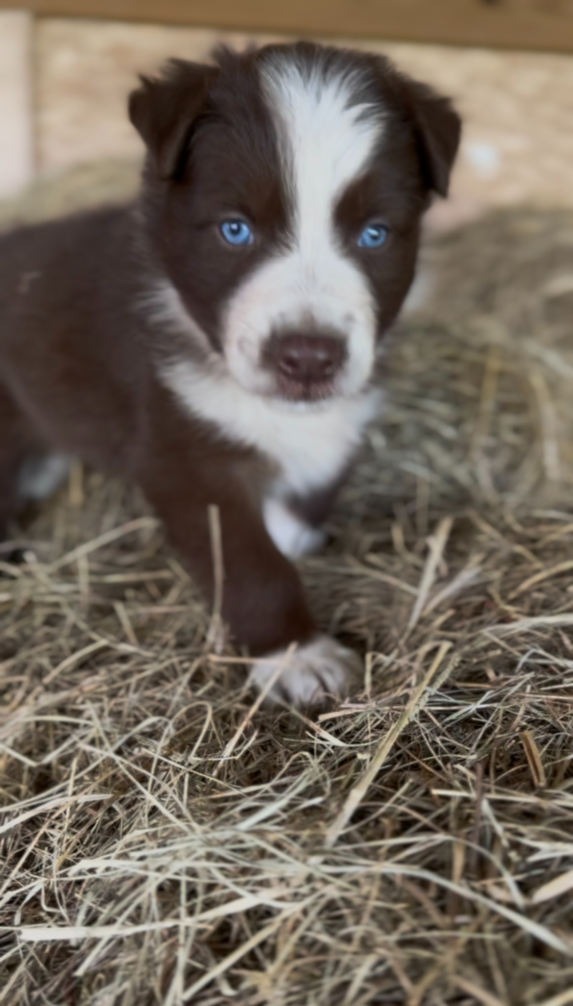 A brown and white puppy sitting in hay near the barn