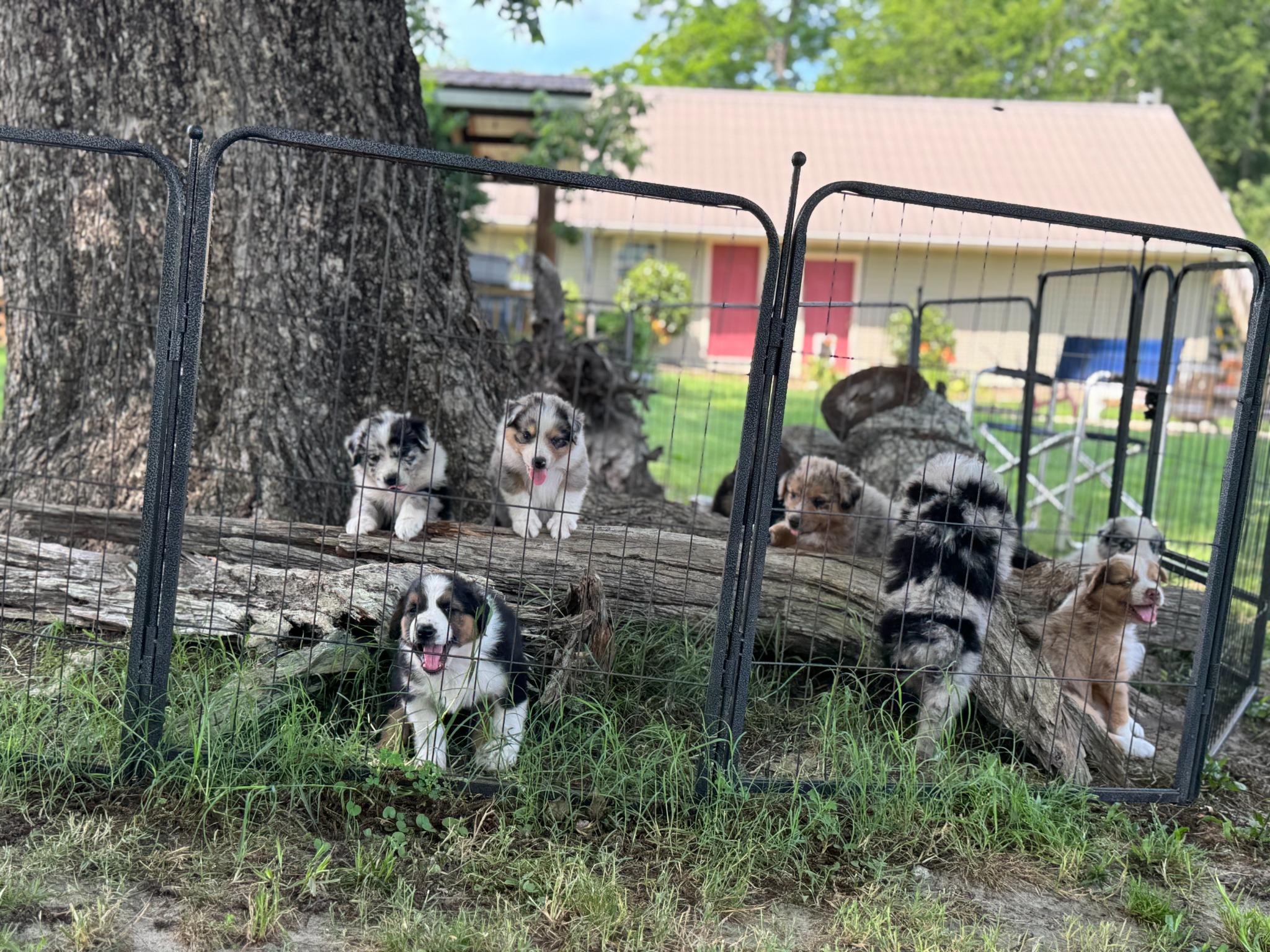 A group of puppies exploring outdoors beside a tree and fence