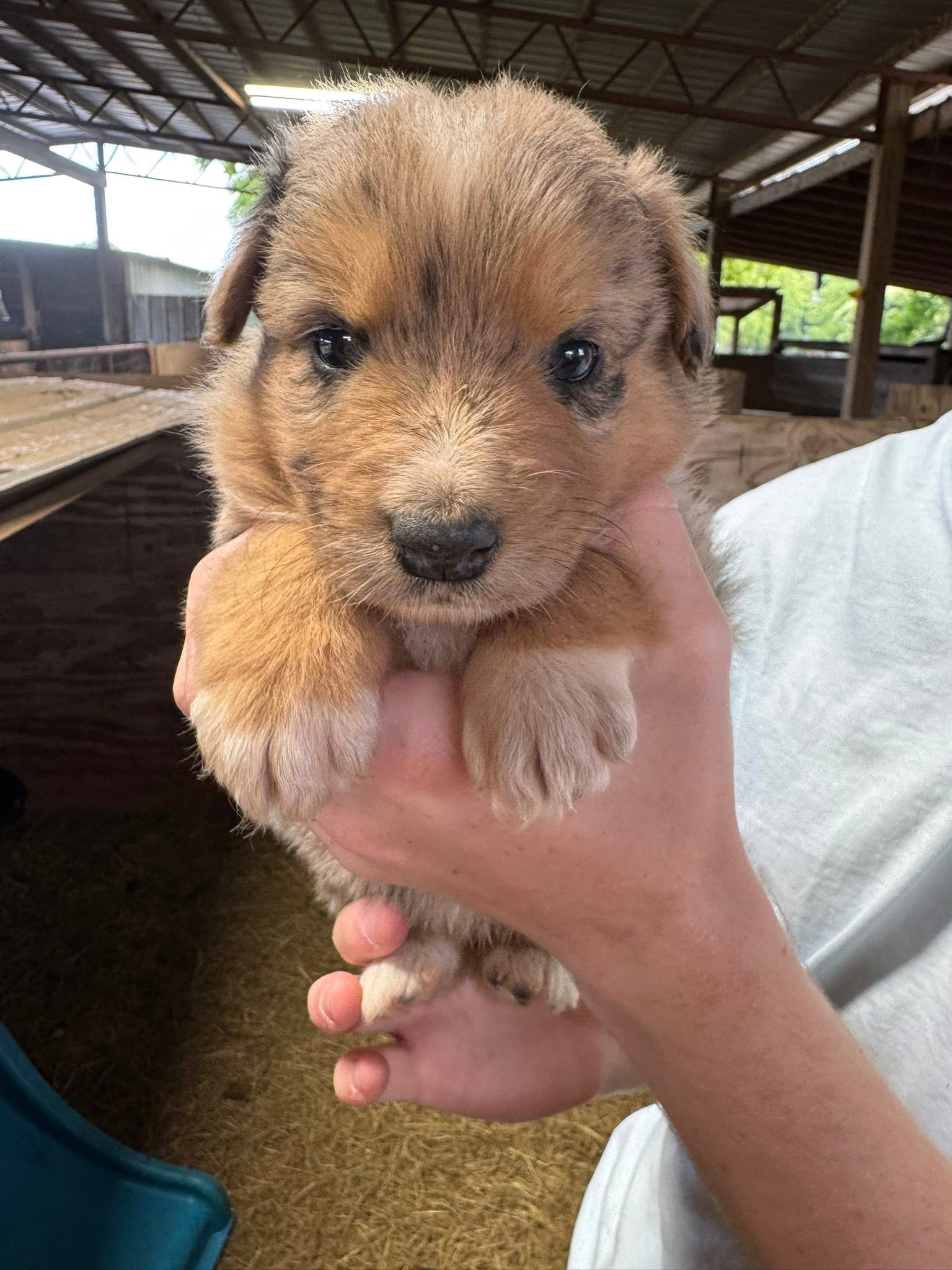 A small brown puppy being gently held near the barn