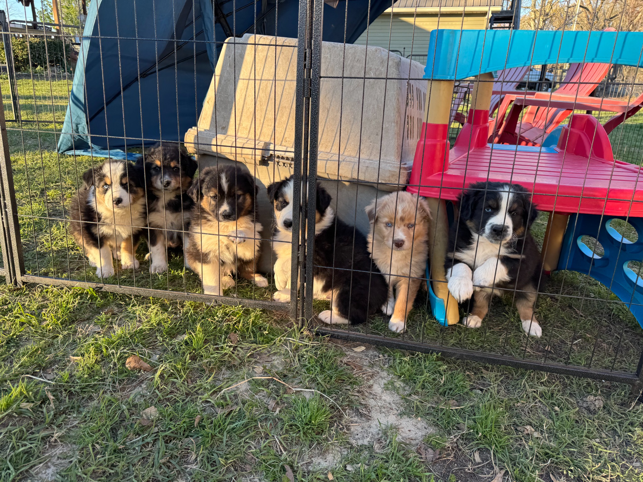 Puppies gathered behind a small outdoor fence