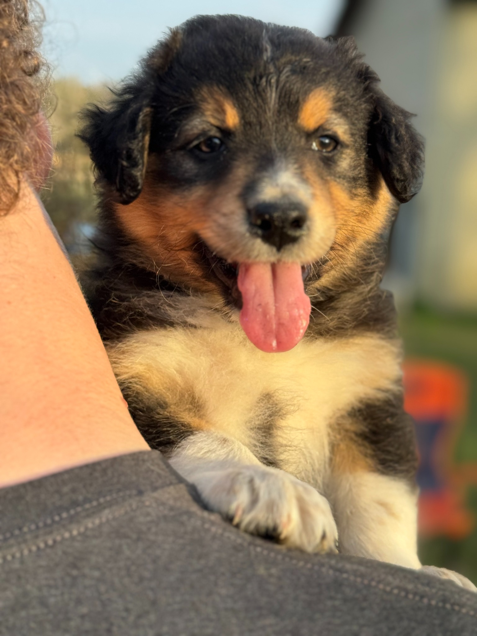 A black and tan puppy being held with its tongue out