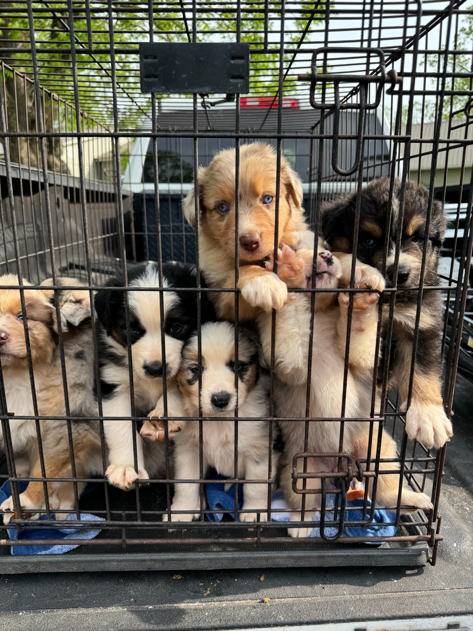 Puppies gathered together at the front of a carrier