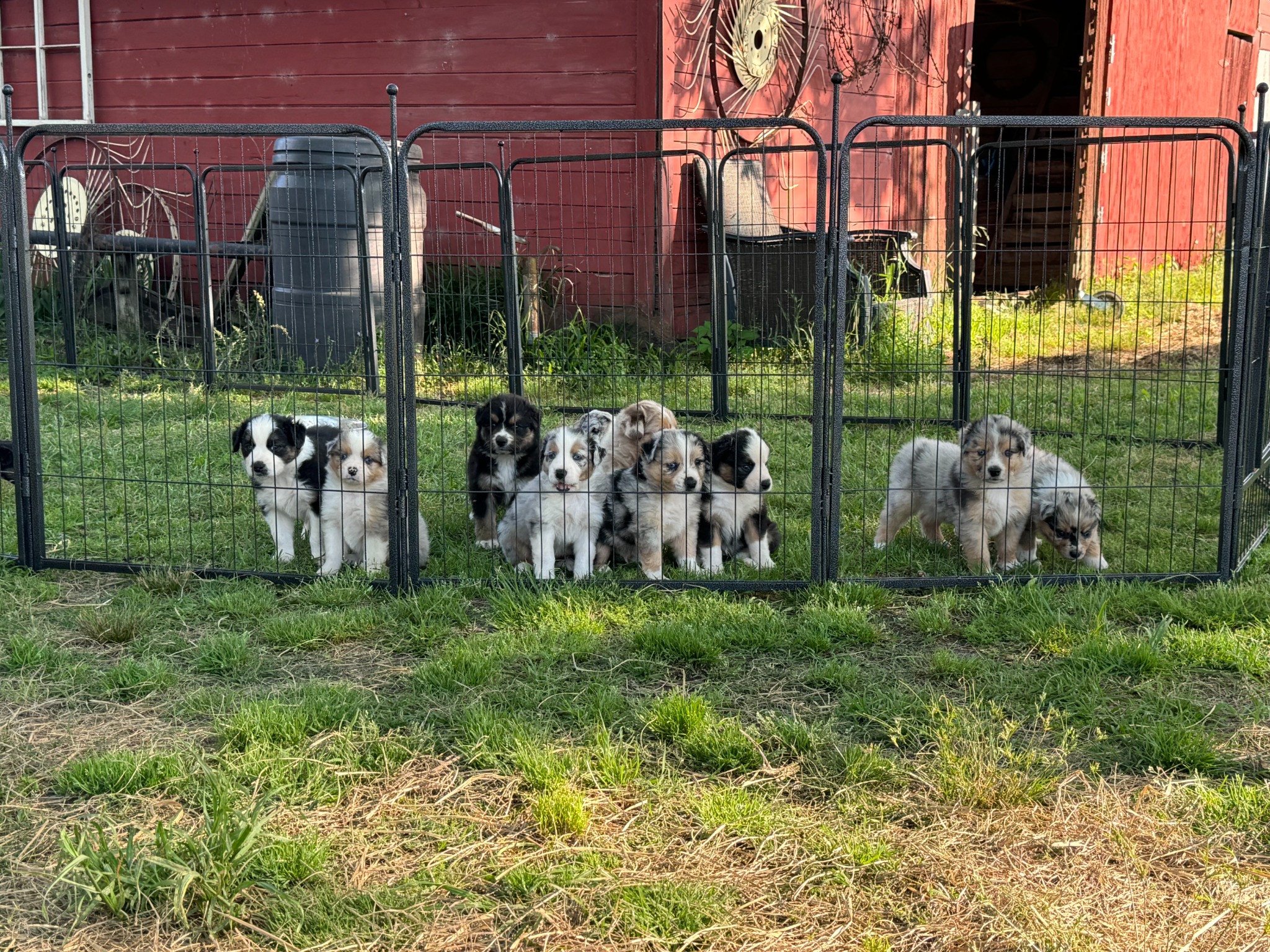 Puppies looking through an outdoor fence with the red barn behind them