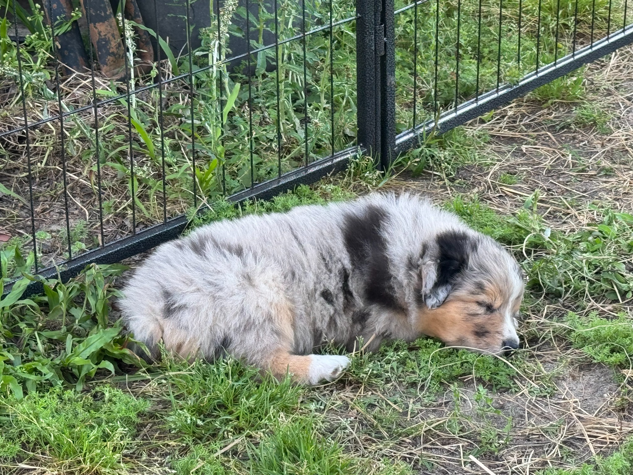 A merle puppy sleeping in the grass beside a fence