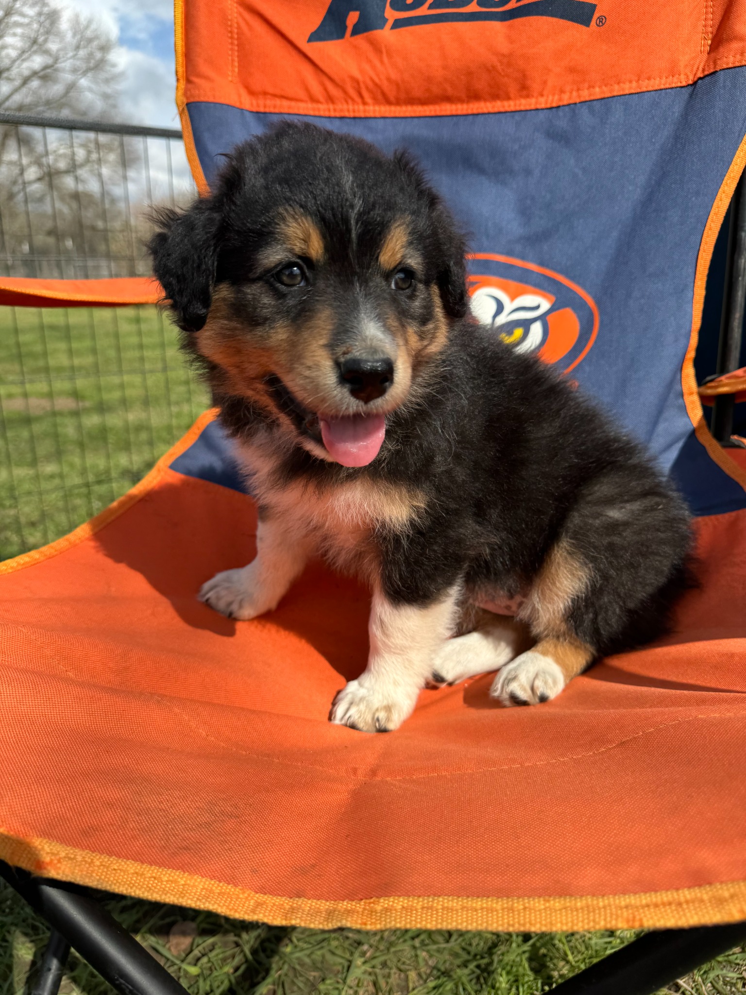 A black and tan puppy sitting on an orange outdoor chair