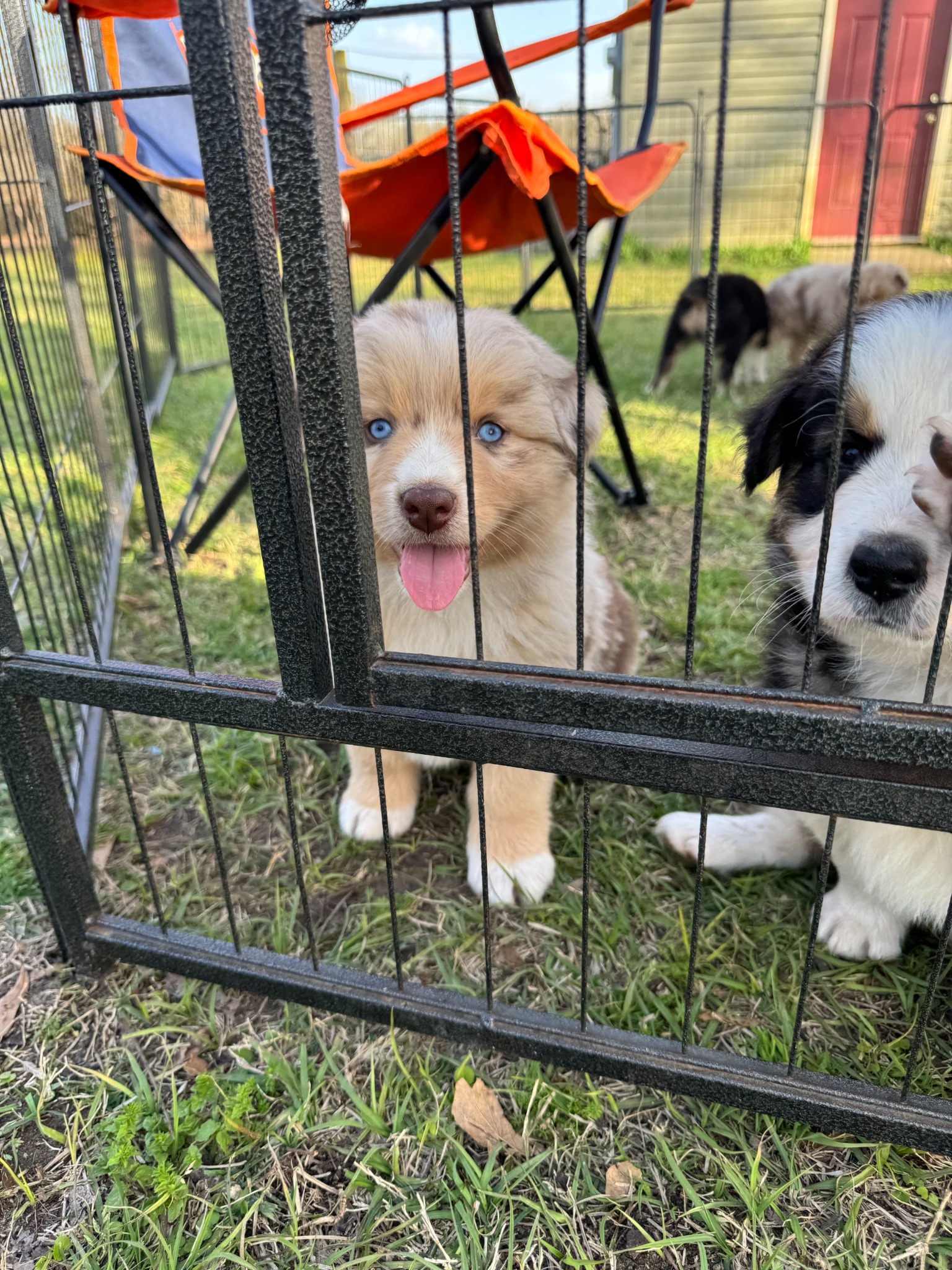Puppies peeking through the outdoor fence