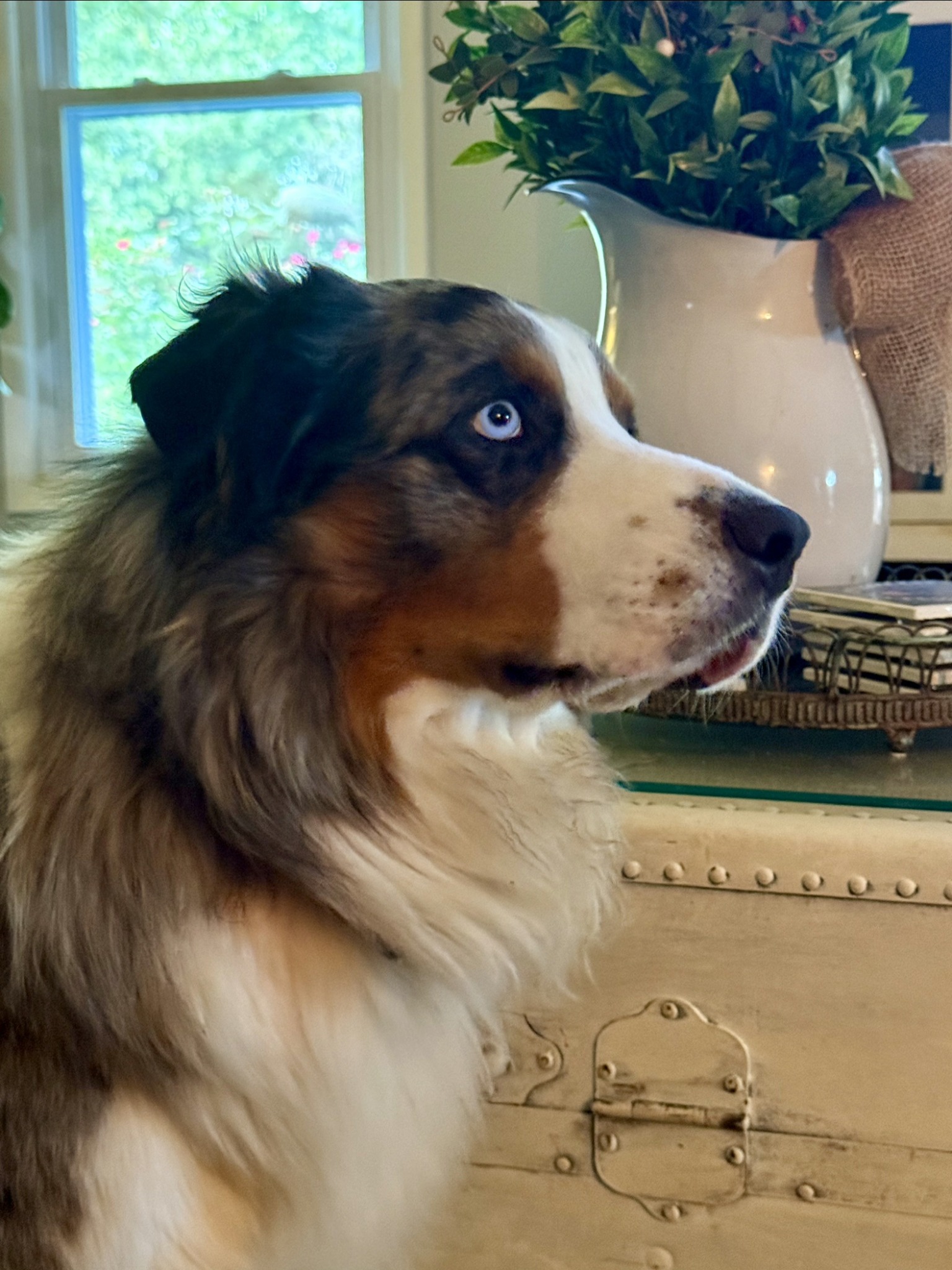 Ruger relaxing indoors beside a window