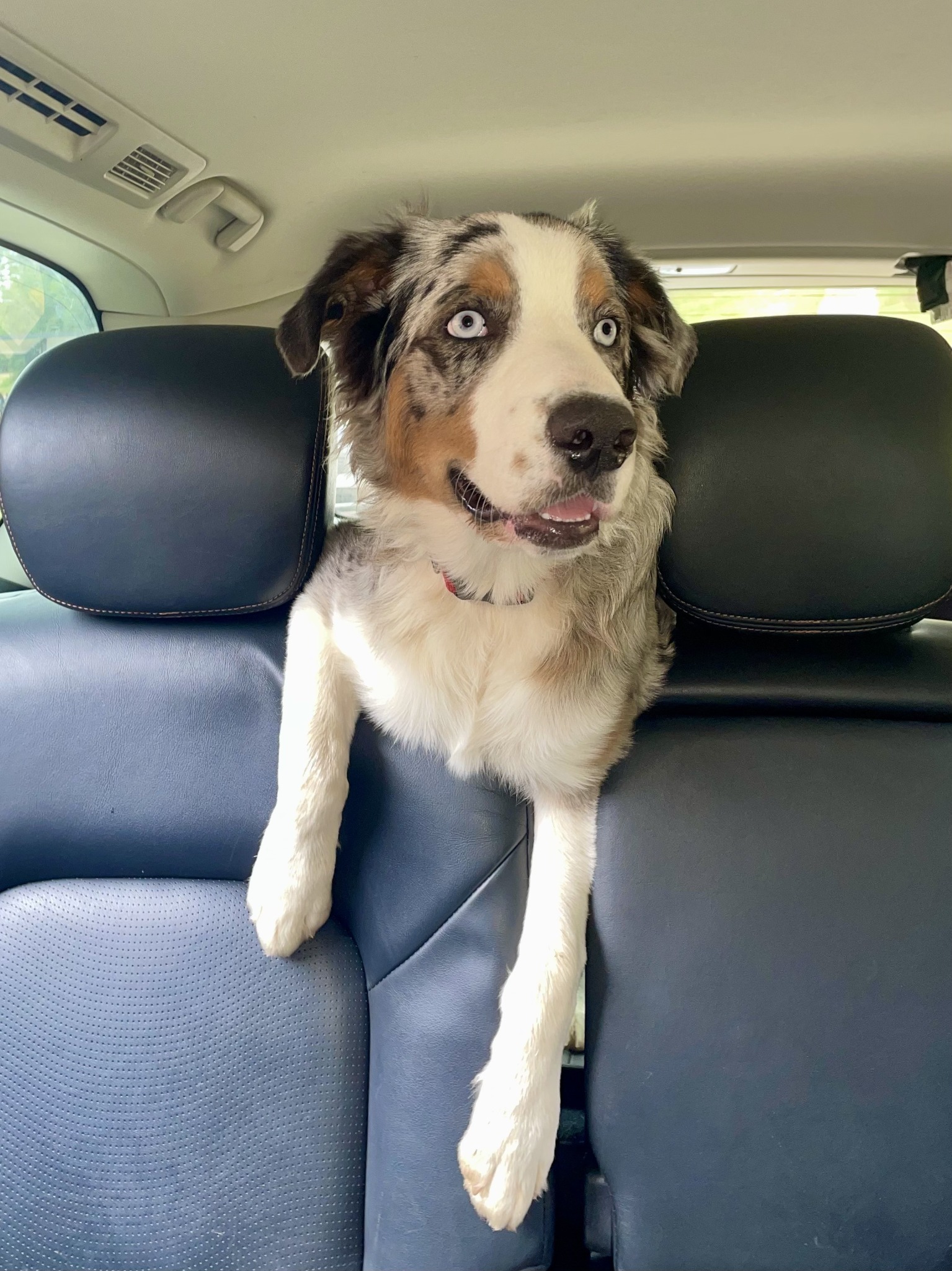 Ruger enjoying a car ride