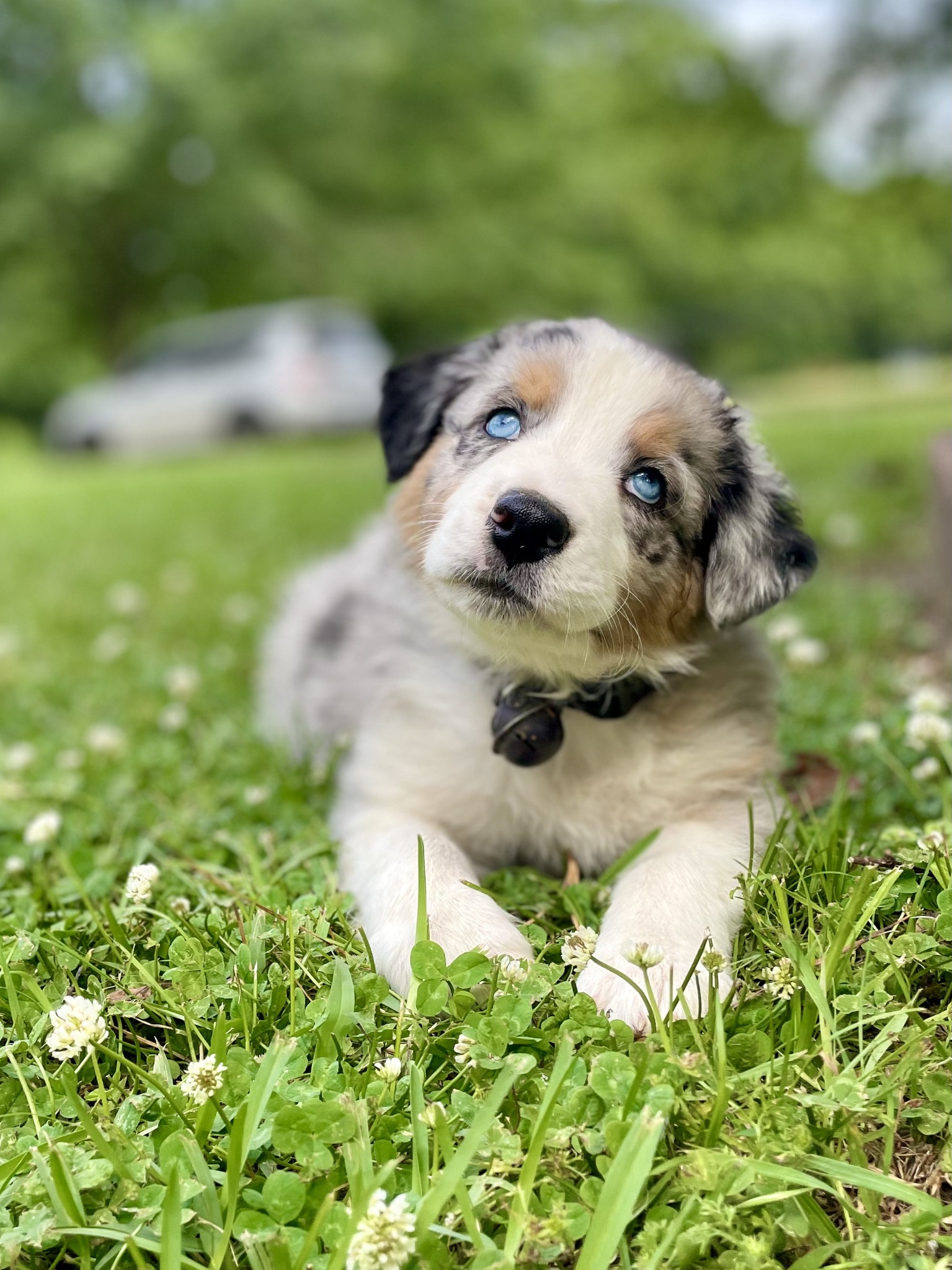 Ruger as a blue-eyed puppy resting in clover
