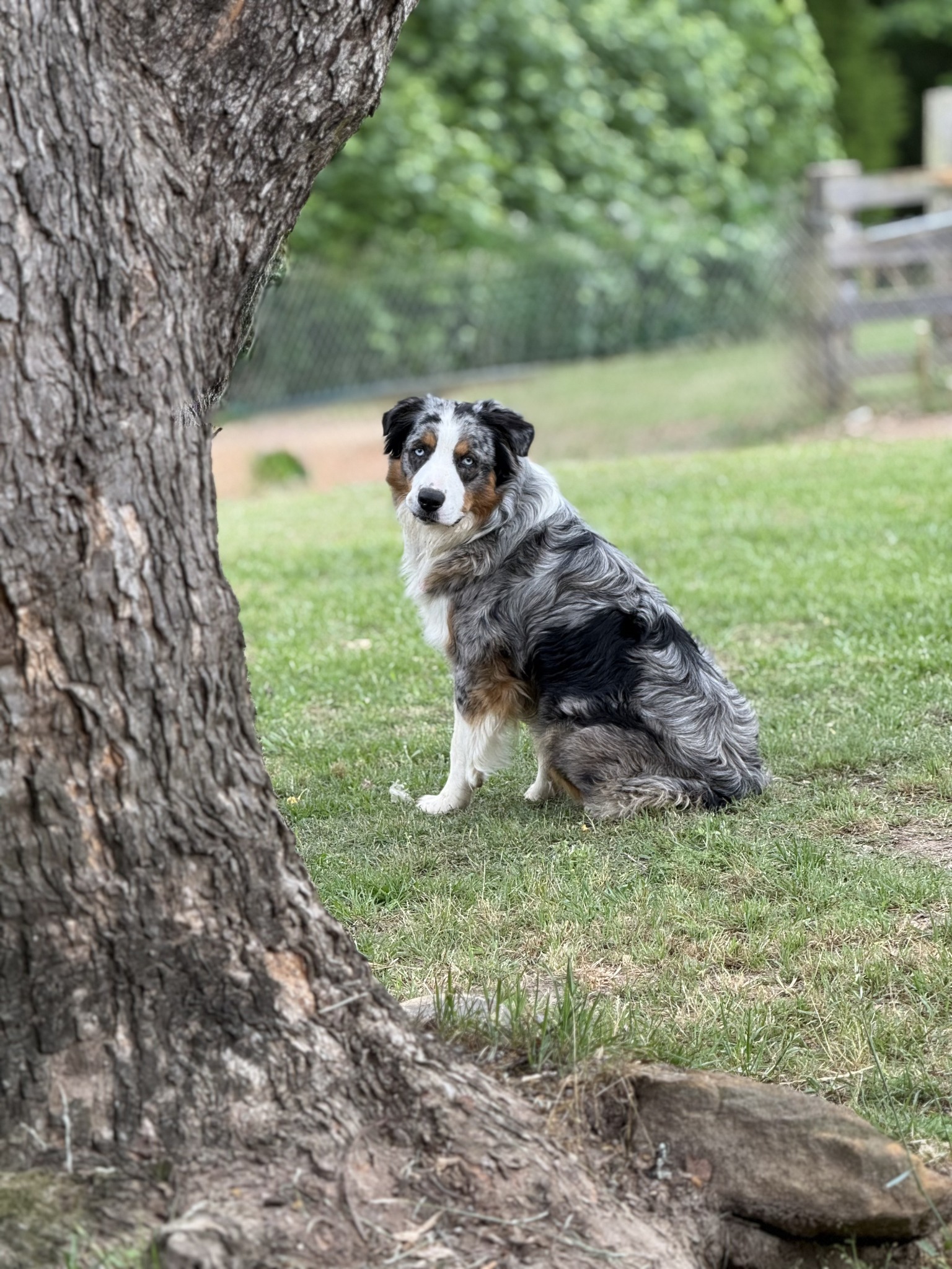 Ruger grown up, sitting beside a tree